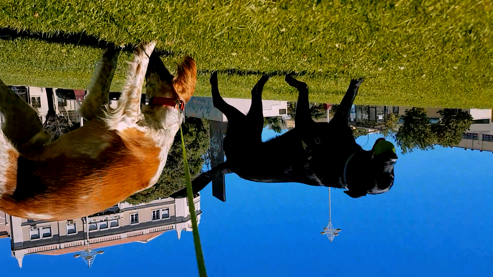 Our Home With the Dogs - Still 3