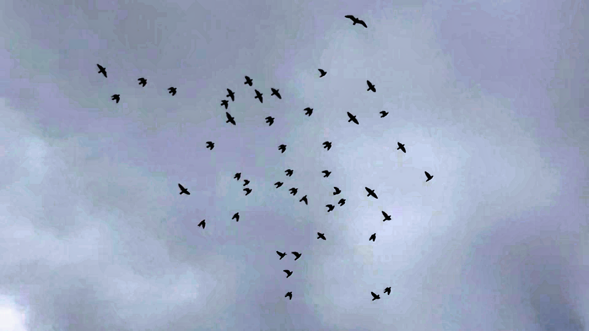 Our Home With the Dogs - Still 4