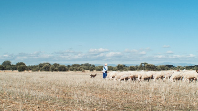 Still - Shepherd and flock