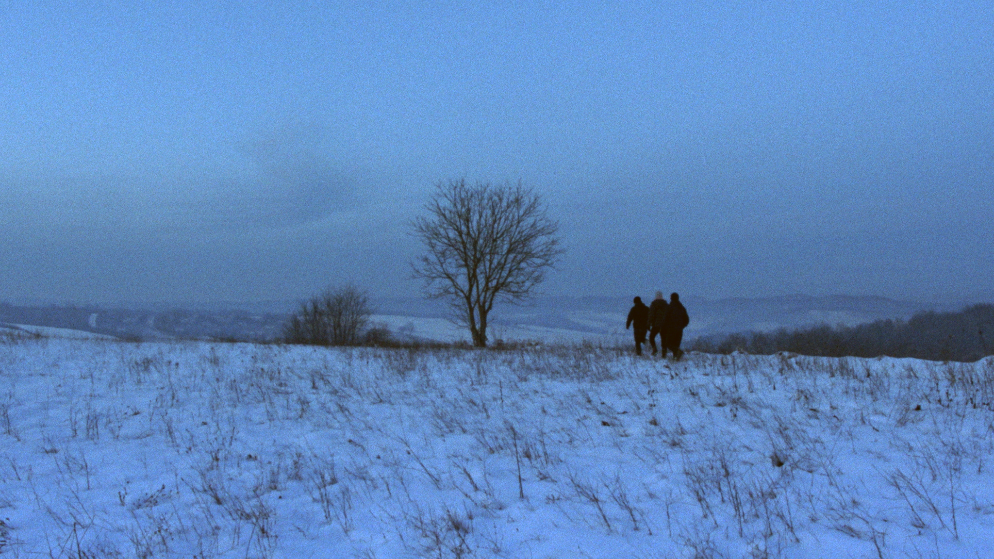 Still - Tree border Bosnia Herzegovina and Croatia
