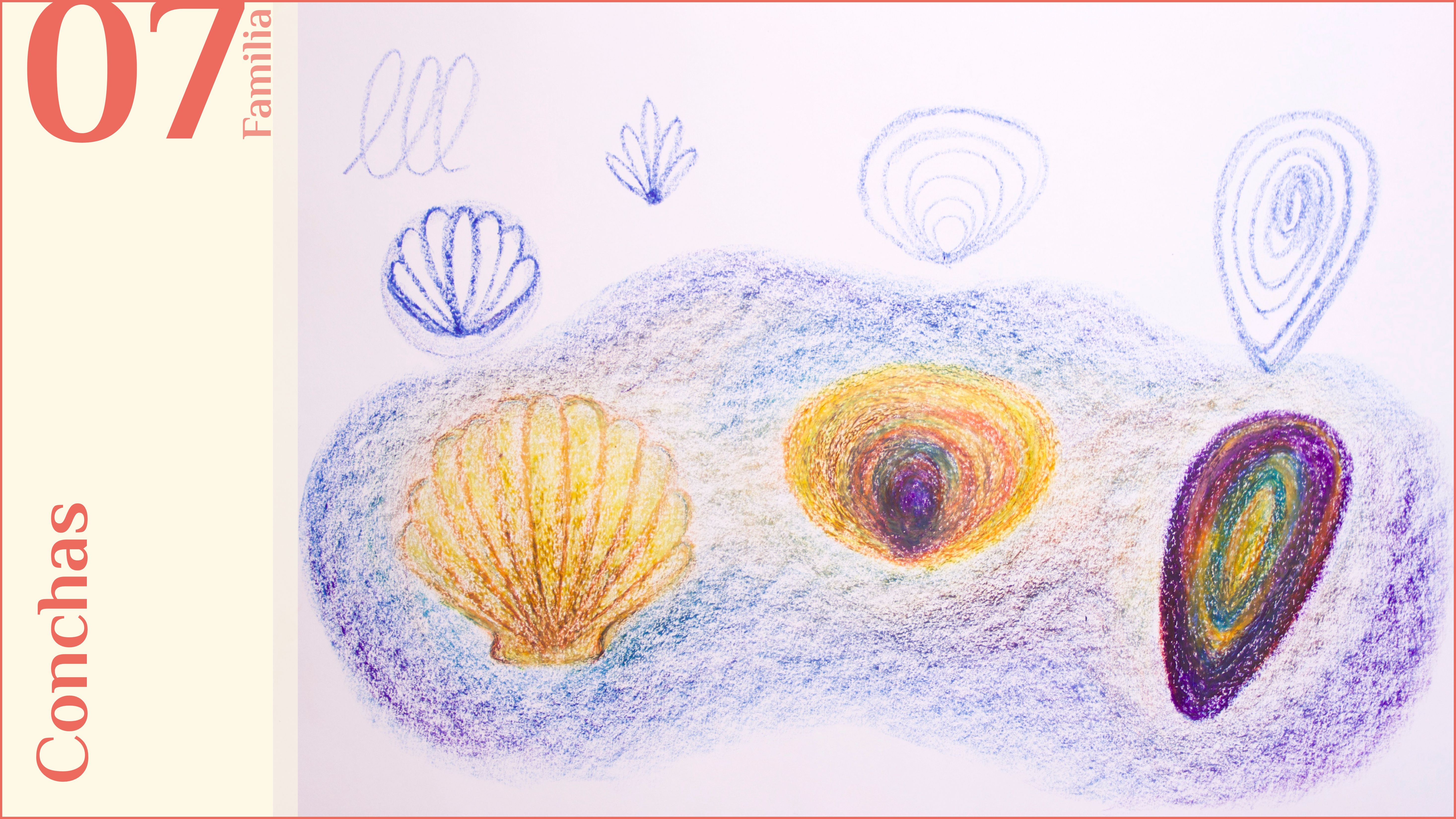 F07. Conchas