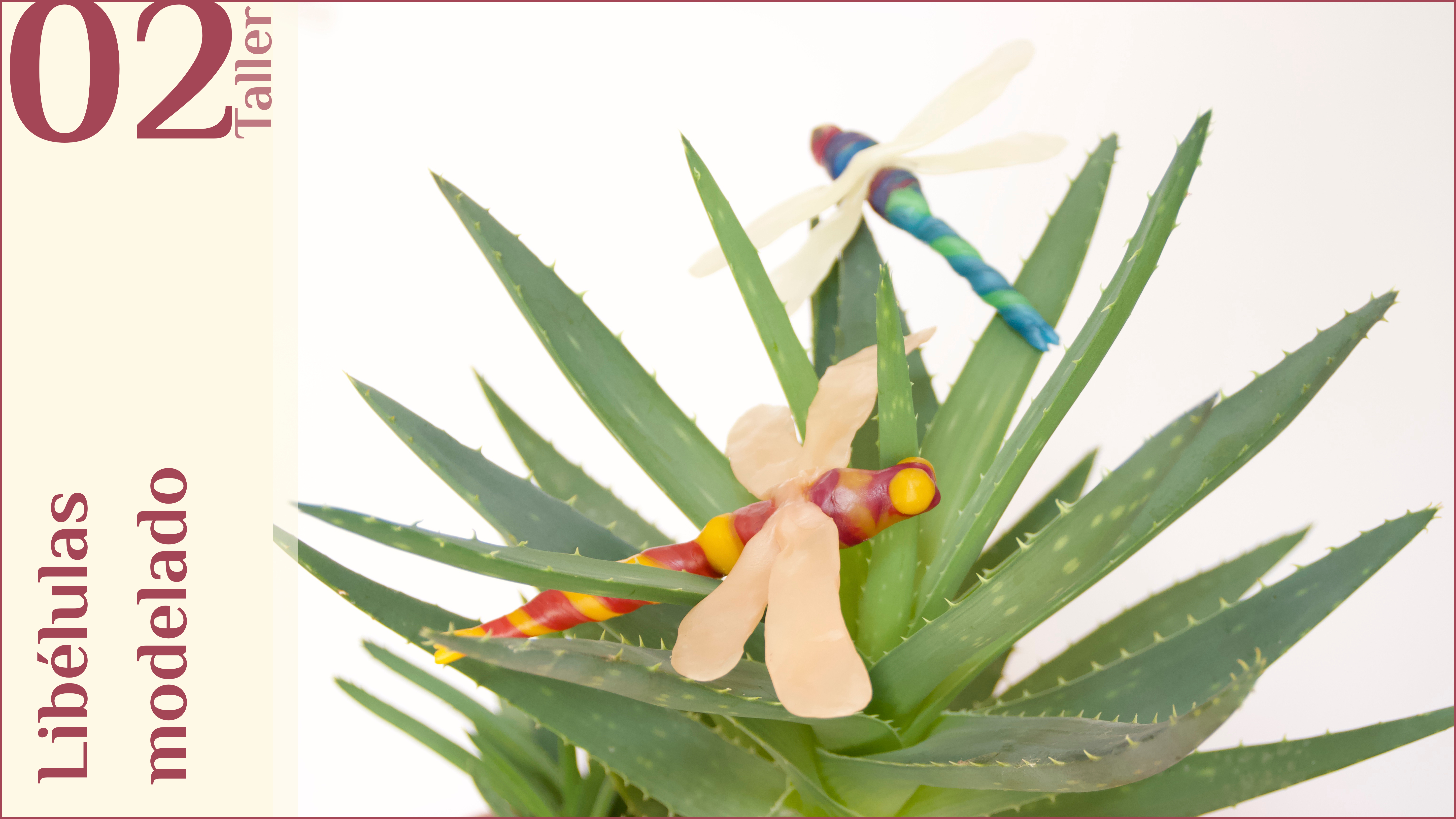 T02. Libélulas, modelado