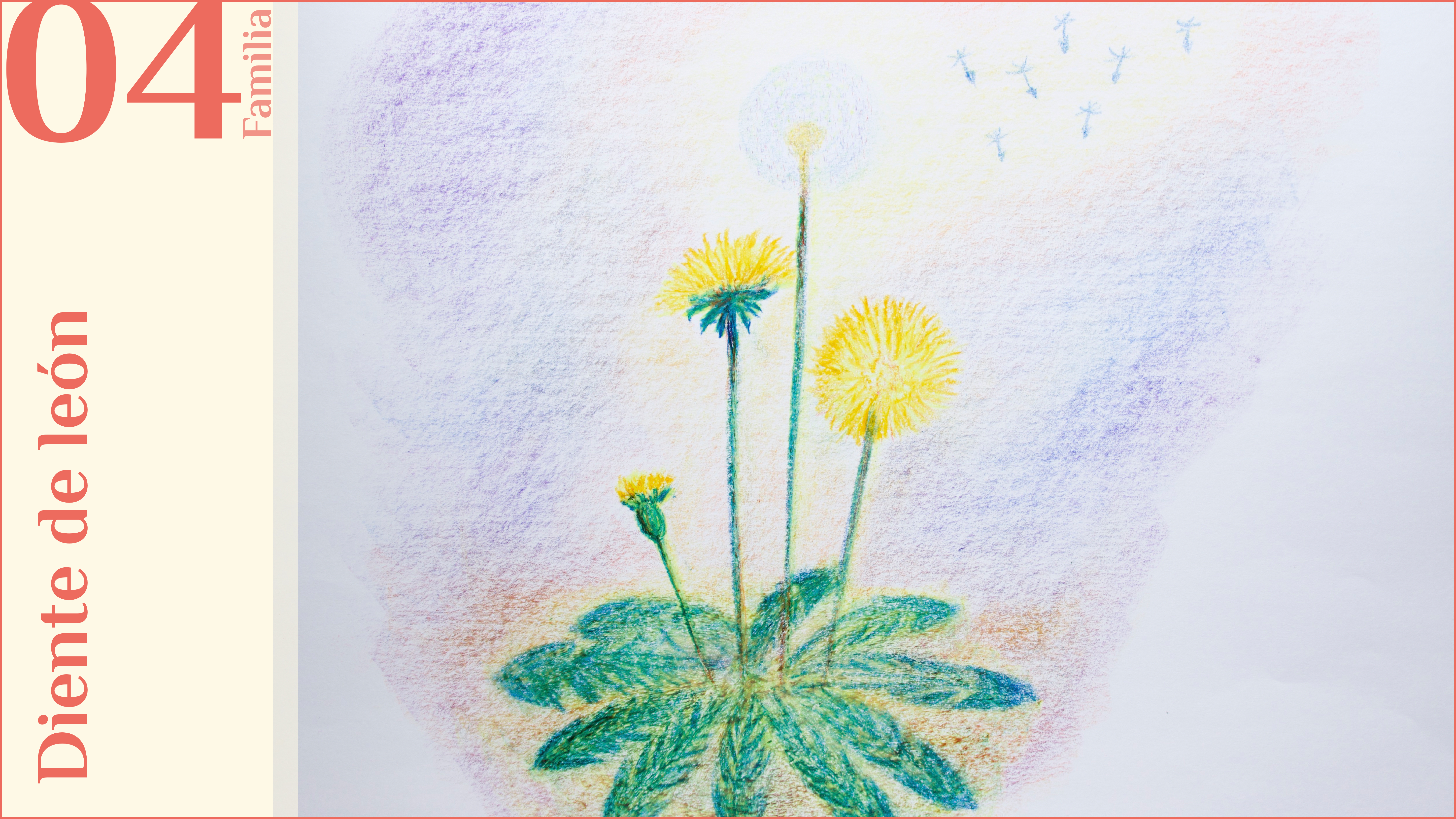F04. Diente de león