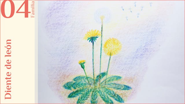 F04. Diente de león