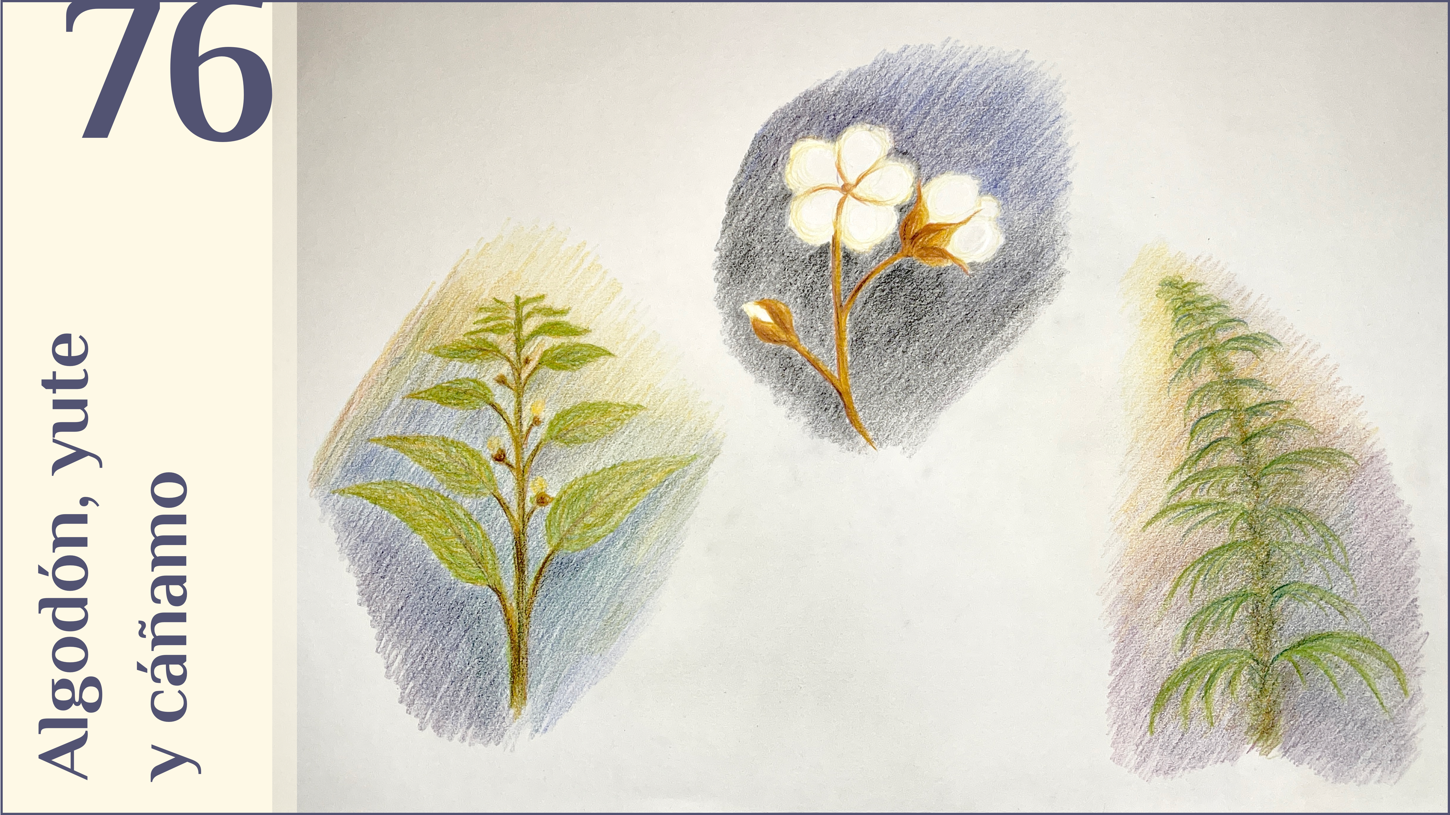 76. Algodón, yute y cáñamo