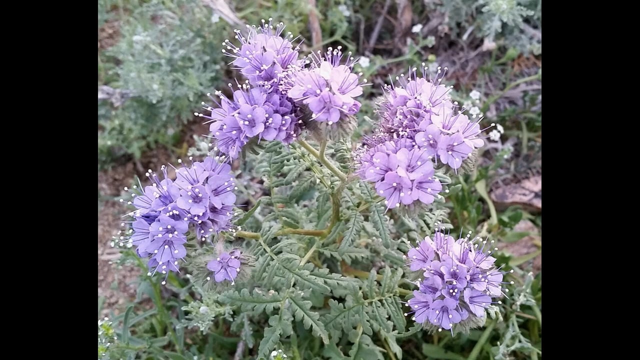 Compassion, Forgiveness and Fun 2017.10.10