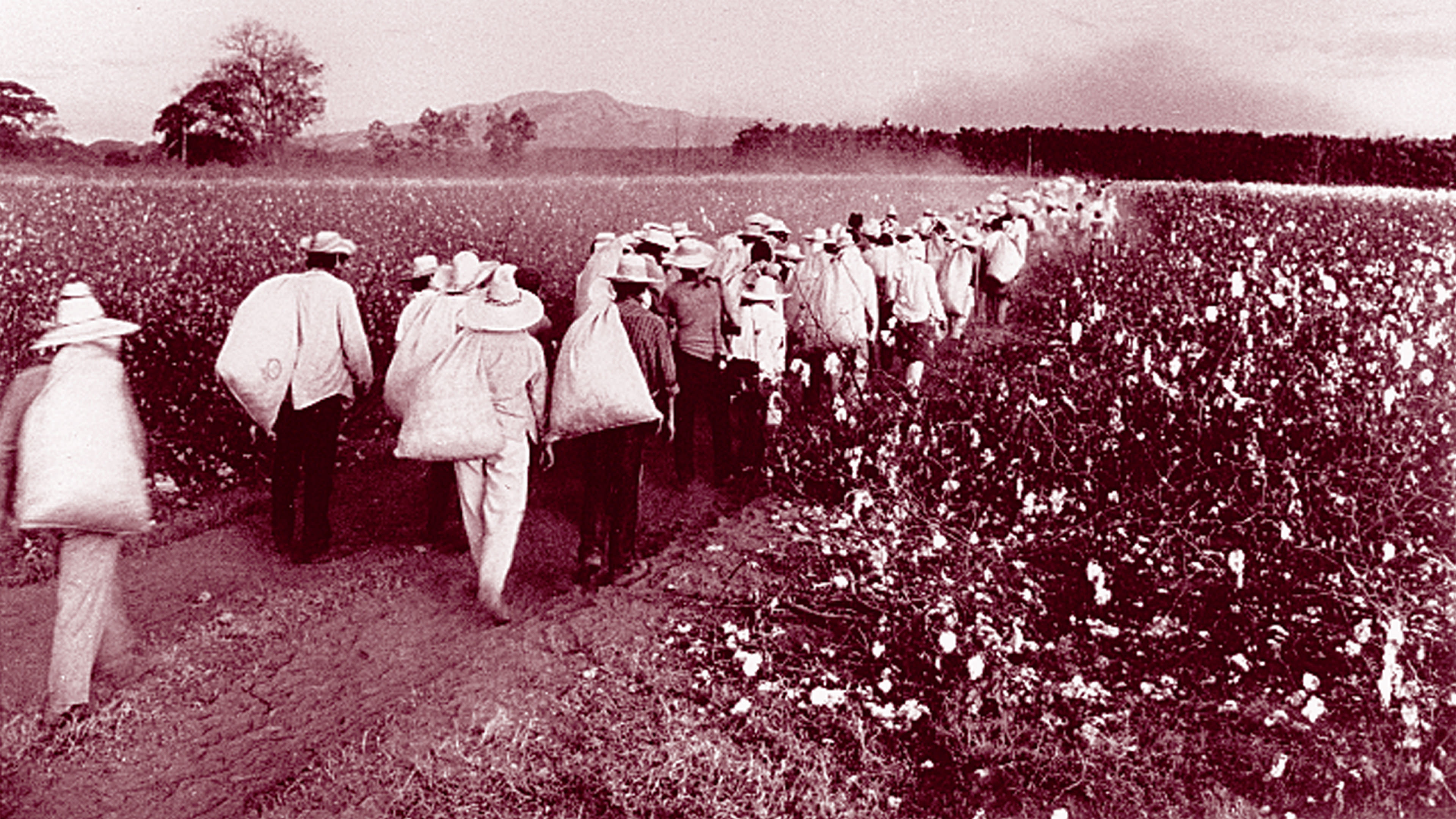 HARVEST OF PEACE – (Community Groups)