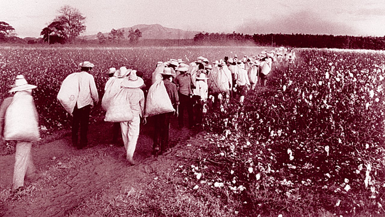 HARVEST OF PEACE – (Community Groups)