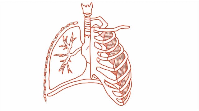 3.3.2 Gas Exchange (Human)