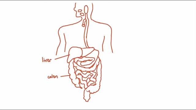 3.3.3 Digestion and Absorption
