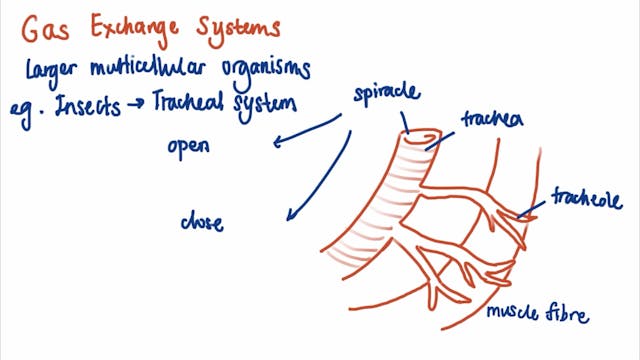 3.3.2 Gas Exchange - Gas exchange sys...