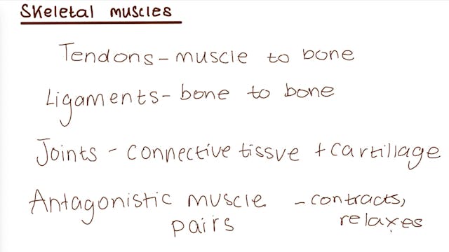 3.6.3_Muscles