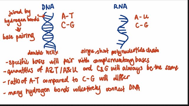 3.1.5.1 Structure of DNA and RNA