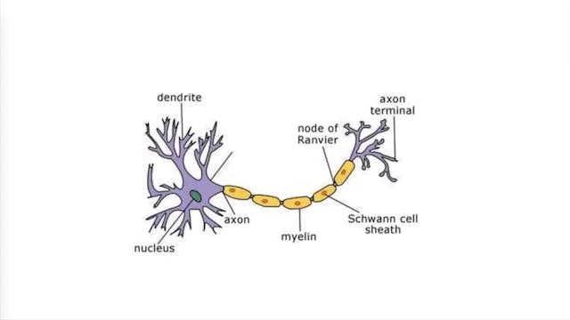 3.6.2.1_ Nerve Impulses