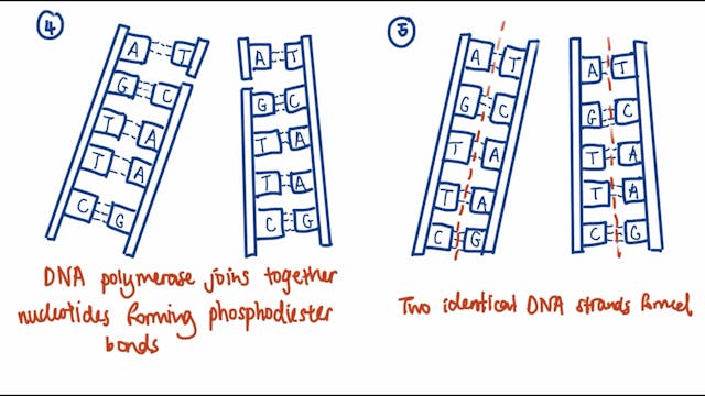 3.1.5.2 DNA replication