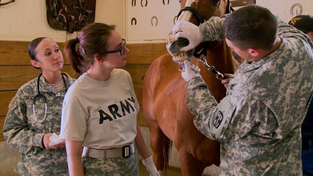 Animal Care Specialist (68T)