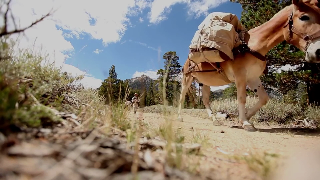 Interesting Dynamics: Beasts of Burden