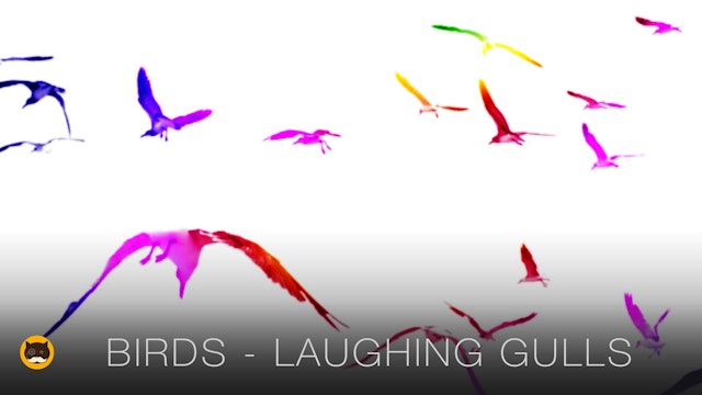 Catching Birds - Laughing Gull