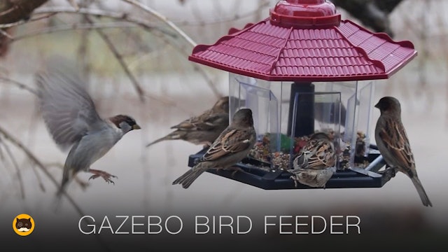 Gazebo Bird Feeder - Video for Cats to Watch