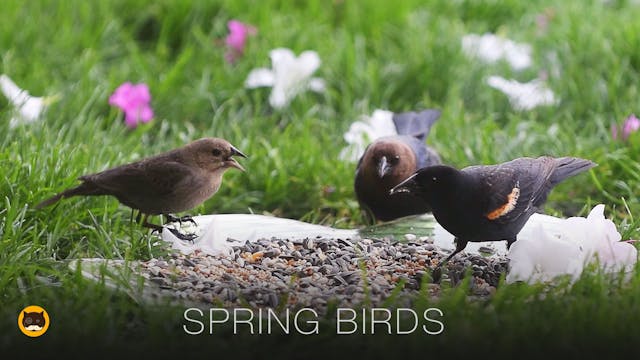 Video for Cats - Spring Birds