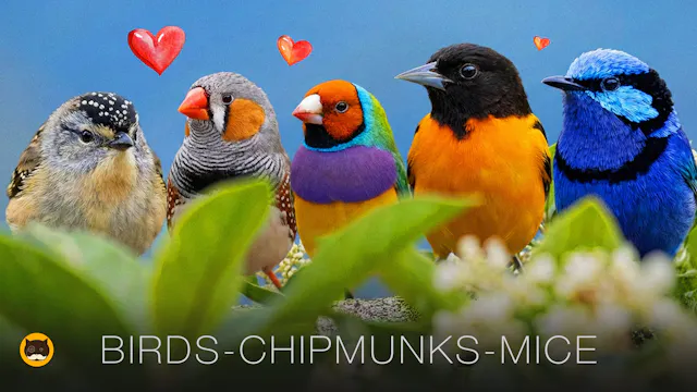 CAT GAMES - Birds, Chipmunks, Mice, H...