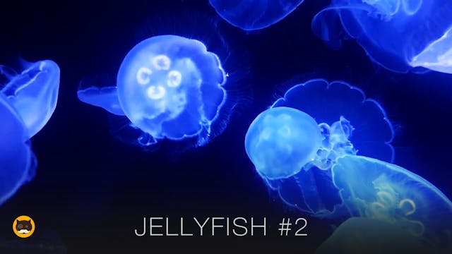 Video for Cats - Jellyfish #2