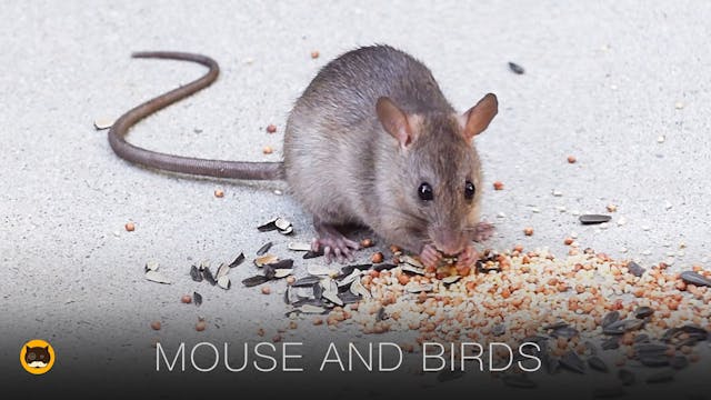 Video for Cats - Mouse and Birds