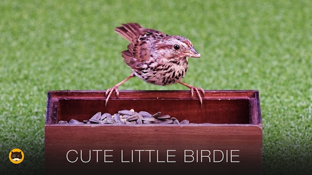 CAT GAMES - Cute Little Birdie. Bird Video for Cats | CAT TV