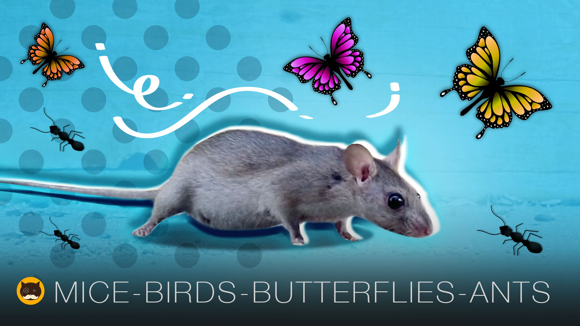 CAT GAMES - Mice, Birds, Ants, Butterflies, Squirrels | CAT TV