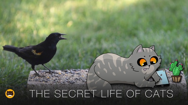 THE SECRET LIFE OF CATS - Outdoor Activities. Funny Cat Video