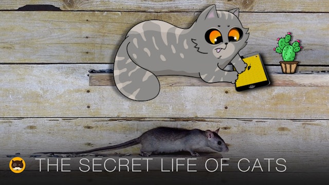 THE SECRET LIFE OF CATS - The Modern Way of Catching Mice