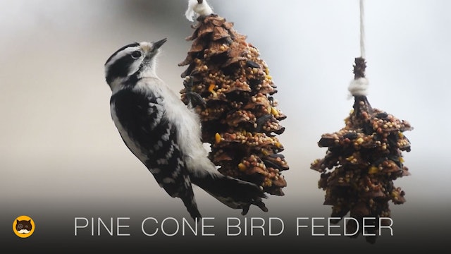 Cat TV Online - Pine Cone Bird Feeder