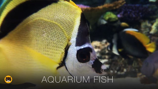 Fish Video for Cats - Aquarium Fish