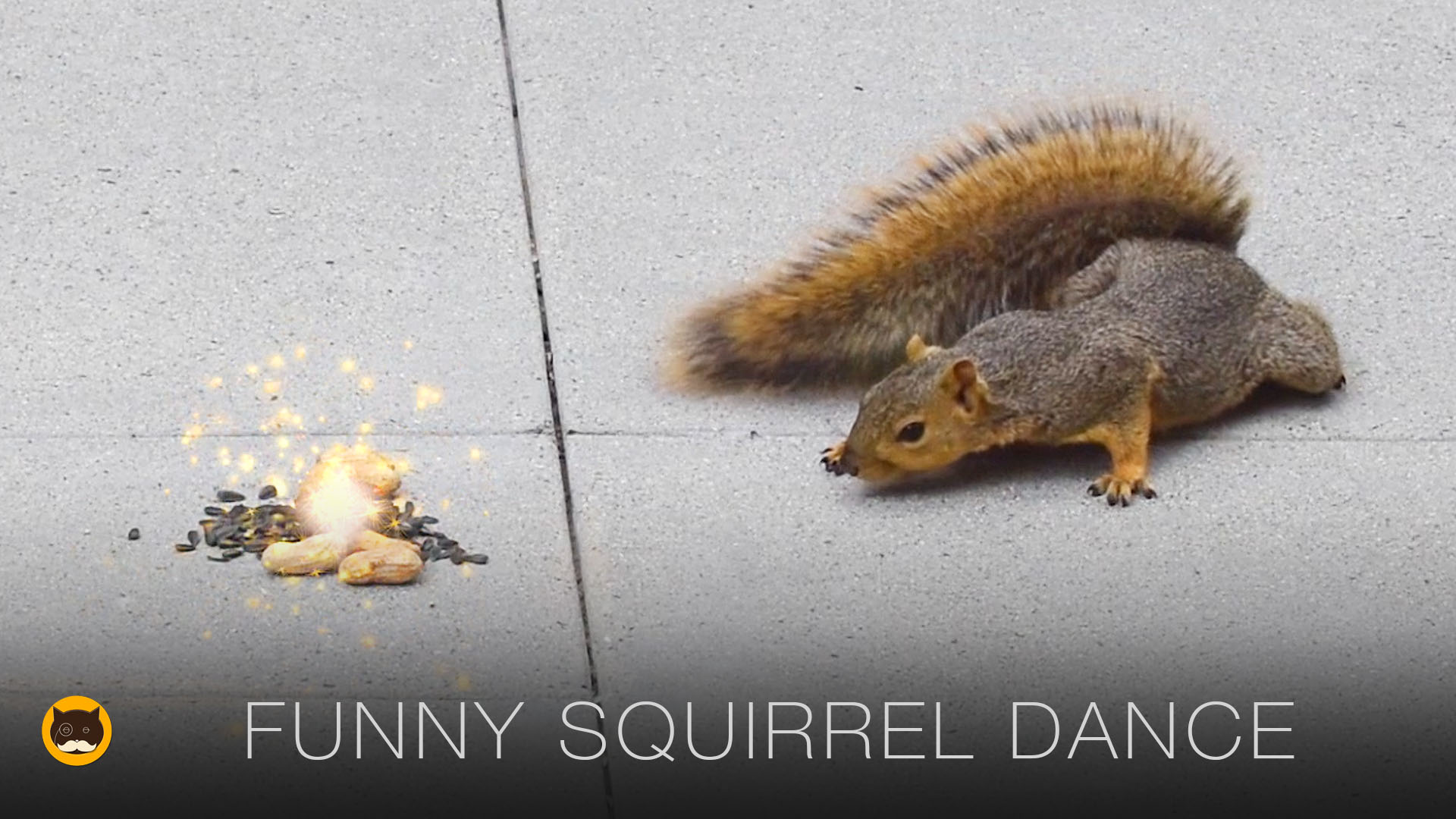 Silly squirrel online videos