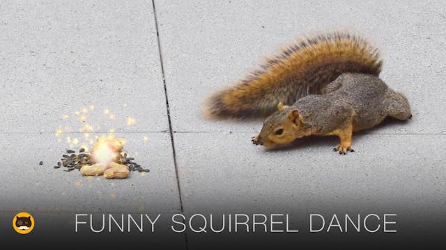 Cat Games - Funny Squirrel Dance. CAT...