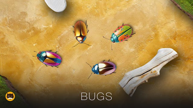 CAT GAMES - Bugs. Insects Video for C...