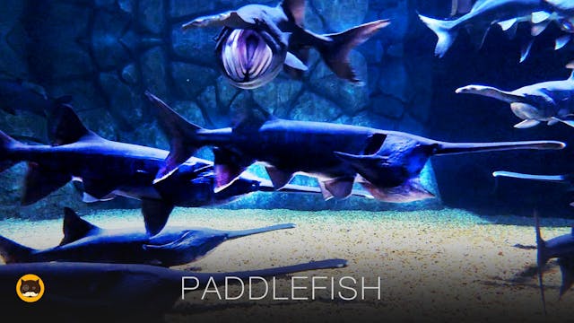 CAT GAMES - Paddlefish. Fish Video fo...