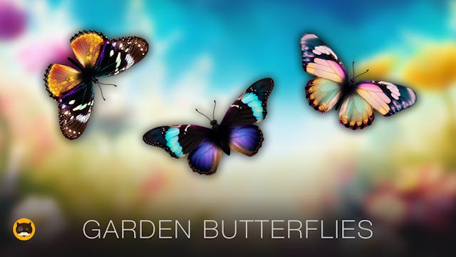 CAT GAMES - Garden Butterflies. Video...