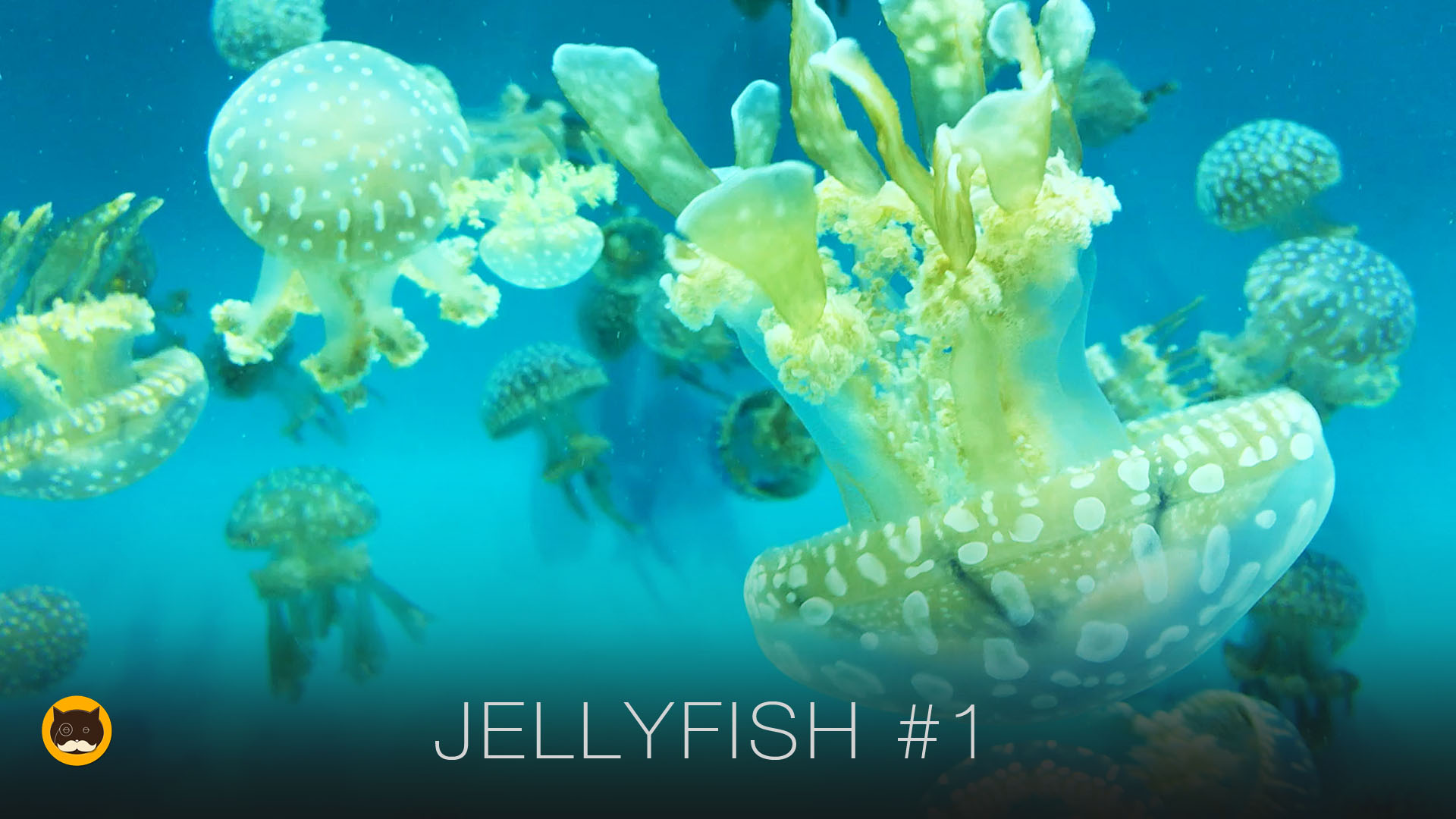 Video for Cats to Watch - Jellyfish #1