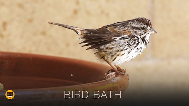 Videos for Cats to Watch - BIRD BATH 