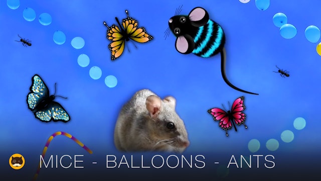 CAT GAMES - Mice, Butterflies, Ants, Strings, Balloons. Videos for Cats | CAT TV