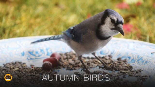 Movie for Cats - Autumn Birds and Squ...