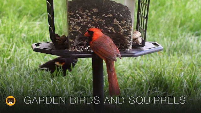 Video for Cats - Garden Birds and Squirrels
