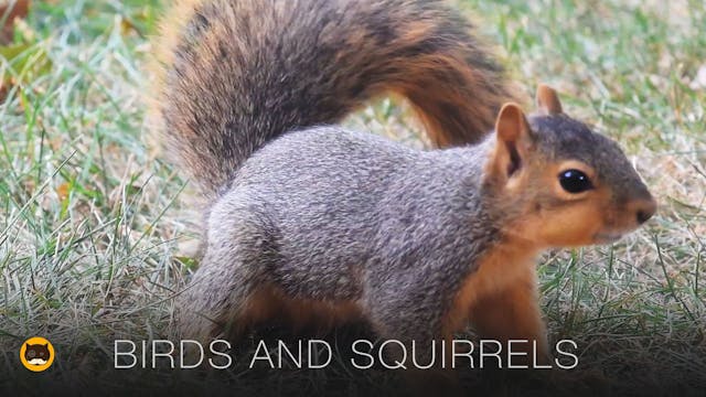Cat TV - Birds and Squirrels