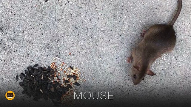 Gazebo Bird Feeder Video For Cats To Watch Birds Squirrels