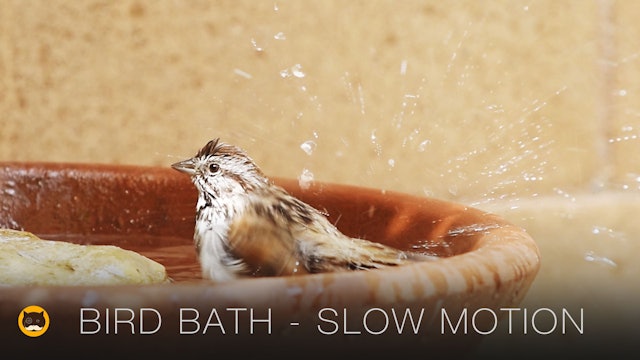 Happy Moments - BIRD BATH. Birds in Slow Motion