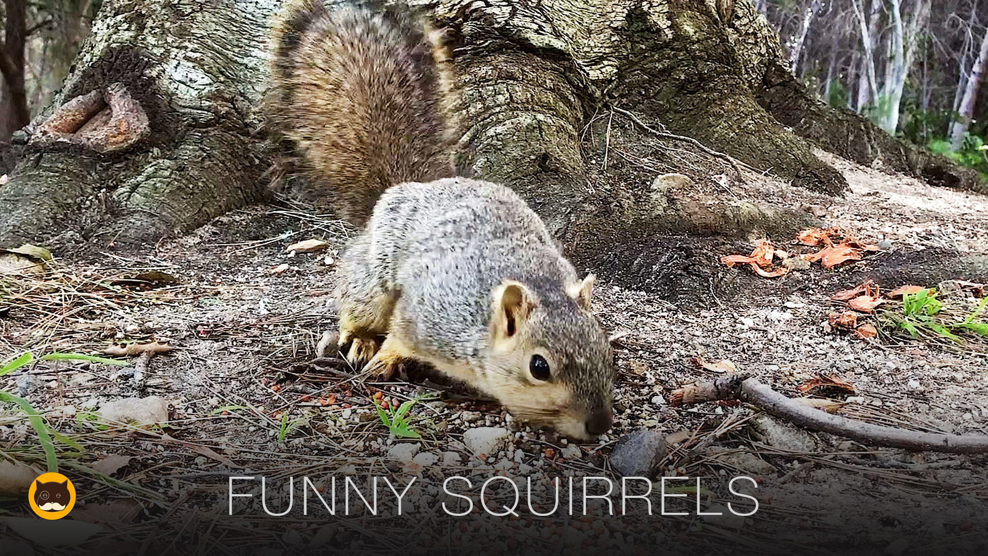 Video for Cats to Watch - Funny Squirrels!
