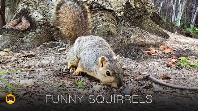 Video for Cats to Watch - Funny Squirrels!
