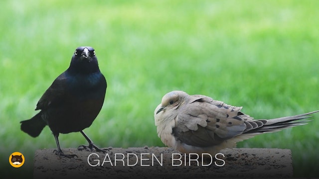 Bird Video for Cats - Garden Birds