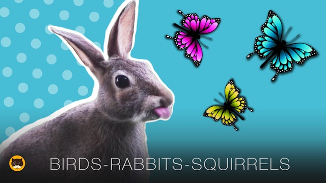 CAT GAMES - Birds, Butterflies, Rabbits, Chipmunks, Squirrels | CAT TV